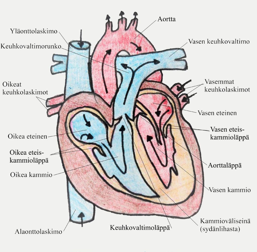 11 KUVA 1: Sydämen rakenne, sydän avattuna. Nuolet osoittavat veren kulkusuunnan. (Mukaillen Kettunen 2014b.