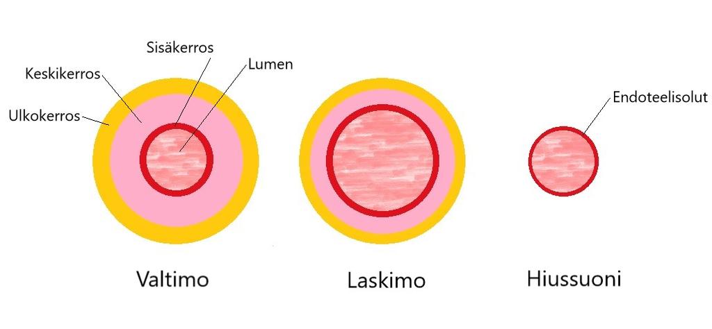 12 arterioleissa eli pienissä valtimoissa suonen seinämän sileällä lihaskudoksella on keskeinen vaikutus verenkierron vastuksen säätelyyn.