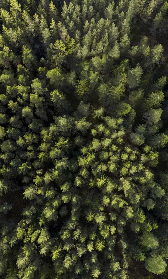 Metsä Group Esite SISÄLLYSLUETTELO Kumppanisi kestävässä kasvussa Metsä Group luo hyvinvointia jokaisen arkeen valmistamalla pohjoisen metsien puusta kierrätettäviä tuotteita ympäristöä