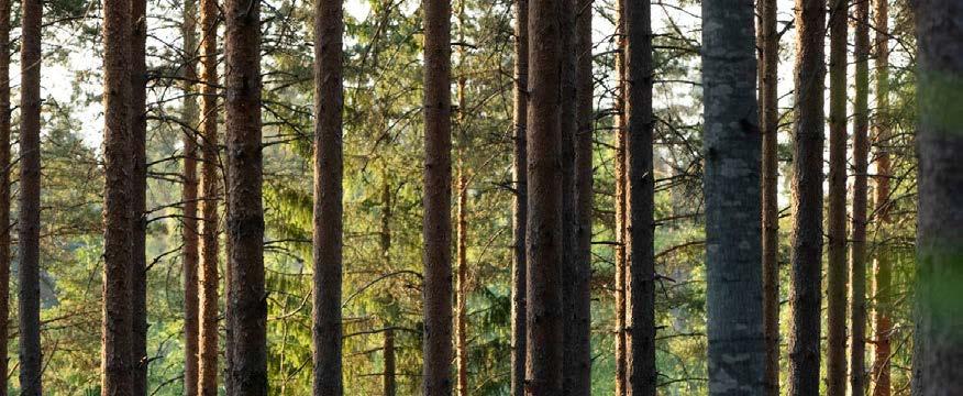 Turvallisuus ja liiketoiminnan jatkuvuus korostuivat poikkeusoloissa Metsä Groupin vuosi oli, kuten maailmantaloudessa yleisestikin, poikkeusolojen ja epävarmuuden aikaa.