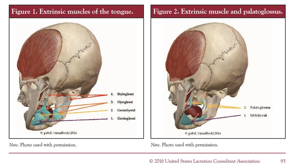 Suu vs. kehon jumitilat IBCLCs and Craniosacral Therapists Strange Bedfellows or a Perfect Match?