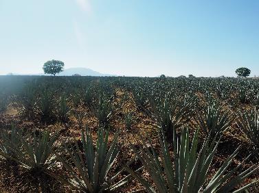 Guadalajaran kaupunki eroaa paljon katukuvaltaan Monterreysta, koska siellä on paljon vanhoja rakennuksia.