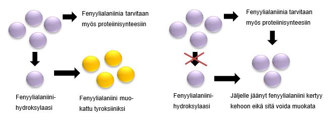 19 PAH-geenin molemmissa kopioissa tapahtuvat mutaatiot tarkoittavat, että entsyymi on passiivinen tai vähemmän tehokas, jolloin fenyylialaniinia kertyy elimistöön, kuten kuvassa 9 on esitetty, ja