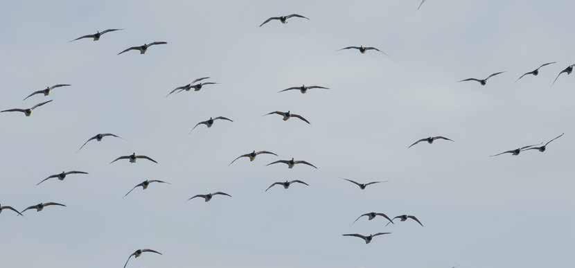 Pohjois-Savon lintuvuosi 2011 ja 2012 Alkusanat Asta Lähdesmäki Voisi sanoa, että perinteinen lintuvuosikatsaus on nyt kokenut kovia ja monin osin on päädytty kirjoittamaan vain lajeista, jotka ovat
