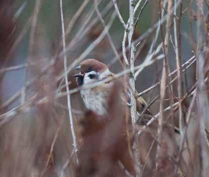 Peltosirkku Emberiza hortulana 2011: Havaintoja vain Maa/Sii Keskimmäiseltä, jossa 4 laulelijaa. 2012: Perinteisen Maa Peräsuontien lisäksi, jossa 10.8.