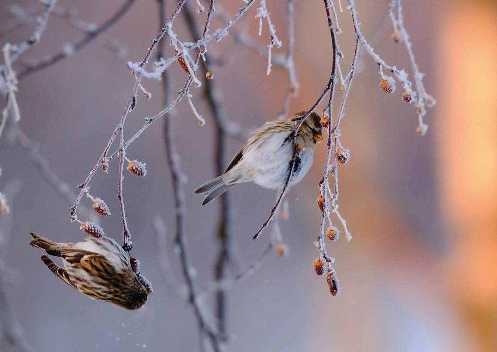 Muakunnan mojovat lintupaekat Jarmo Yliluoma Siinäpä se oli savoksi ilmaistuna, virallisemmin MAALI-hanke.