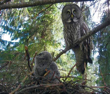 tuli yllättävä perheenlisäys juhannusaattona. Mökin korkeassa pihamännyssä arveltiin pesivän tuulihaukan vanhassa risupesässä. Saaressa oli niitä nähty aiempinakin vuosina. Juhannusaattoaamuna 21.6.