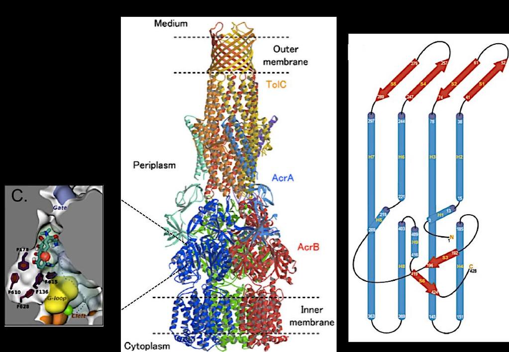 9 Figure 2. A. The crystal structure of AcrAB-TolC tripartite protein complex (adapted from Murakami et al., 2008). B.