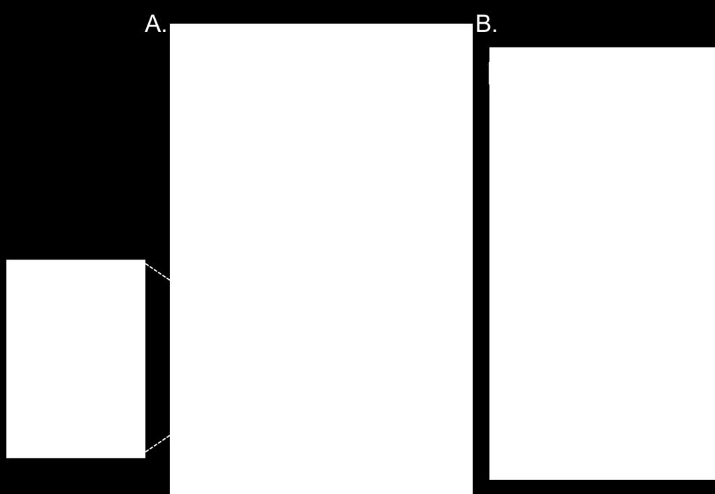 Koronakis et al., 2000). C.