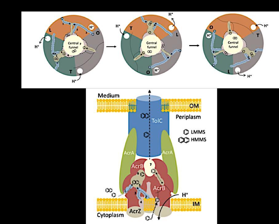 11 Figure 3. A. Top view of AcrB porter domain and B.