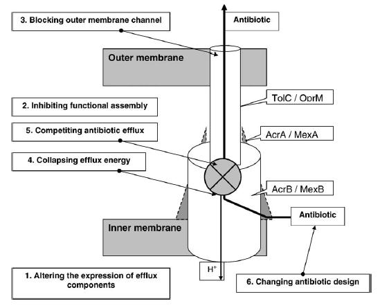 13 Figure 4. Possible mechanisms to reduce efflux activity (Pagès and Amaral, 2009).