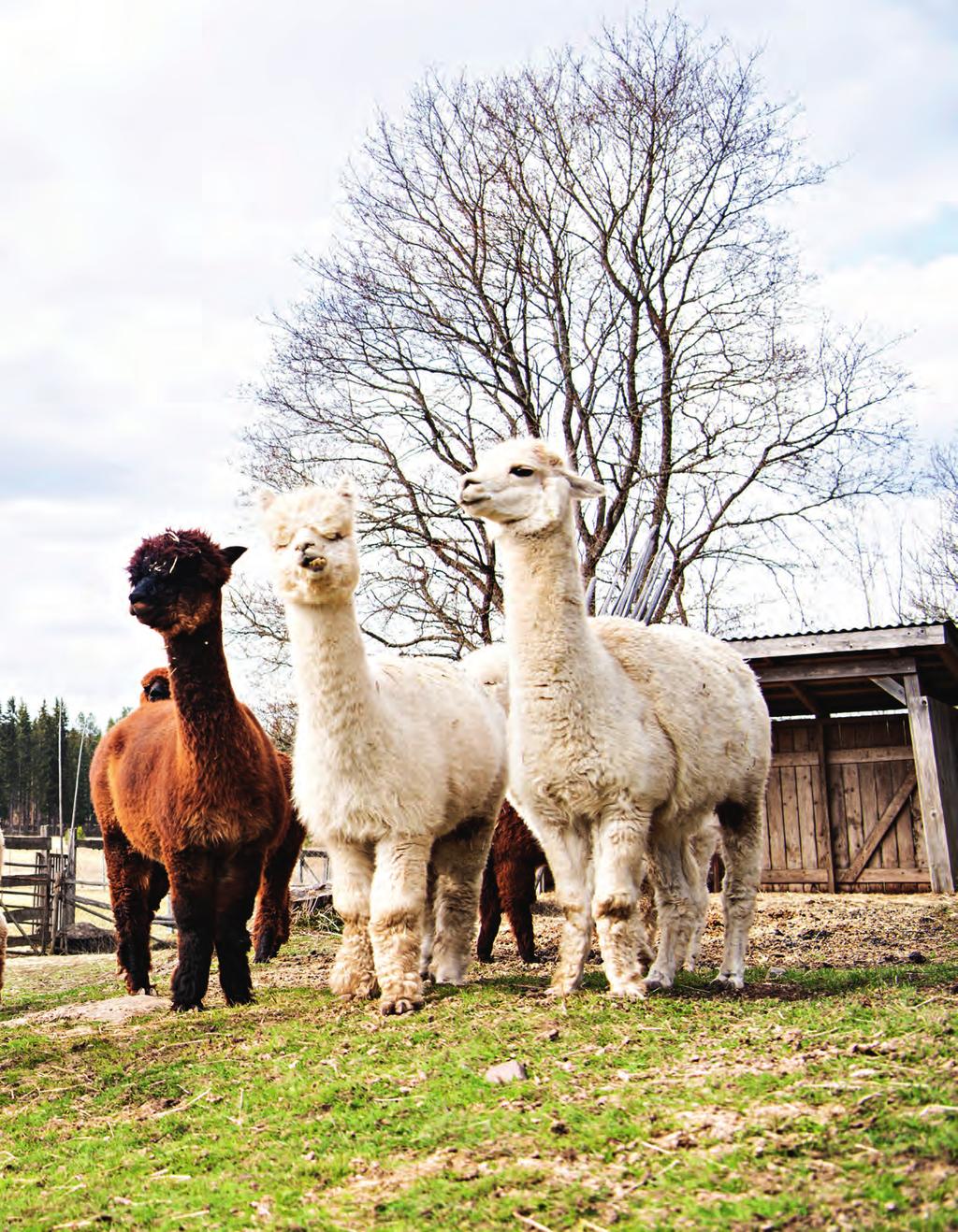 intohimo Sirpa Ryyppö, 52, kasvattaa Ypäjällä Cultivo Alpacas -tilallaan huacaya-alpakoita jalostus- ja harrastuskäyttöön sekä eläinavusteiseen toimintaan.