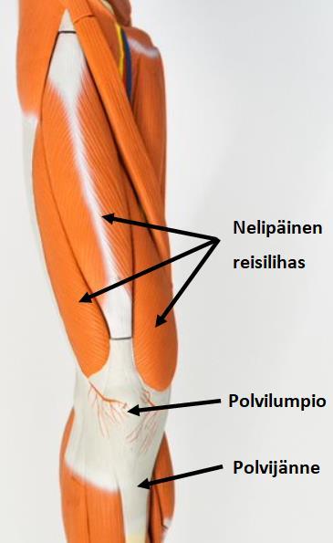 femoris), ulompi reisilihas (m. vastus lateralis), sisempi reisilihas (m. vastus medialis) ja keskimmäinen reisilihas (m. vastus intermedius).