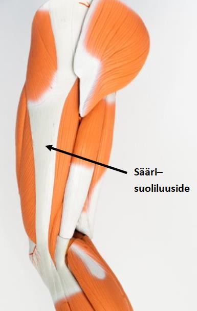 Polven rakenne Reiden takaosissa kulkevat lihakset, kaksipäinen reisilihas (m. biceps femoris), puolikalvoinen lihas (m. semimembranosus) ja puolijänteinen lihas (m.