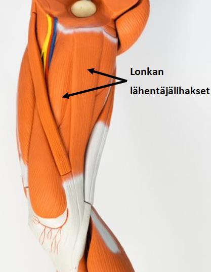 Nivusalueelle kiinnittyy lihaksia niin alaraajoista, kuin keskivartalosta. Alaraajojen lihaksista nivusalueelle kiinnittyvät lonkan lähentäjälihakset (Kuva 3).
