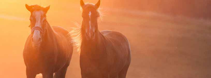 Hevosten ja hevostarvikkeiden Internethuutokauppa Myyntiin voi ilmoittaa kaikenikäisiä hevosia, hevostarvikkeita, kuljetuskalustoa, astutusoikeuksia ym.