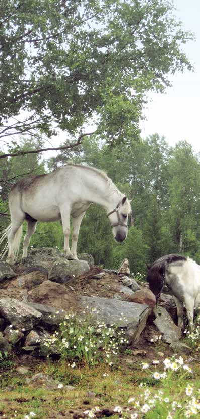 Sisällys Tavoitteena terve ja hyvinvoiva hevonen 3 Eläinsuojelulain merkitys 3 Eläinsuojeluvalvonta 3 Ammattimainen tai muuten laajassa mitassa tapahtuva hevosten pito 4 Hevosen hoito 5