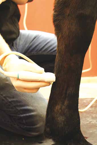 Kantasoluhoito maksaa noin 2500 3000 euroa. Laboratorio säilyttää kaikista hoidetuista hevosista annoksen soluja pakkasessa.
