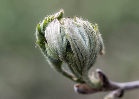 odottaa. Minua harmittaa toive, että Jumala olisi manipuloitavissa tai että voisin siirtää minulle kuuluvan vastuun itseni ulkopuolelle. Tärkeintä rukouksessa on tulla nähdyksi.