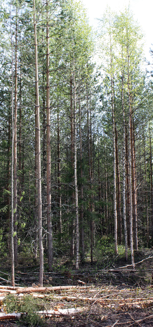 P U U M A R K K I N A B A RHOaMr EvTe RsIt i a Havukuidusta biorangaksi Koivulle löytyy kyllä käyttöä, mutta minne sijoitetaan ne koivujen sivussa tulevat havukuitupuut.