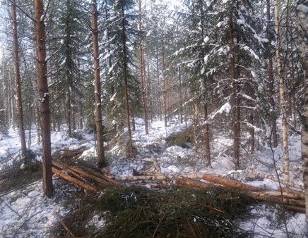 Raivauksen suoritti Metsätyö Korhosen metsuri Toni Hämäläinen. Seuraavan kerran palstalle tultaessa päästään käsiksi reilusti tukkikokoisiin puihin.