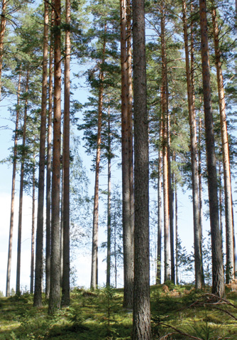 S I S Ä L T Ö SISÄLTÖ HARVESTIA Metsänomistajan lehti - Kevät 2014 Pääkirjoitus Suomen metsät ovat vahva voimavara myös biotaloudessa Kuopion Energia lämmittää kuopiolaisten kodit Koivukuitua ja