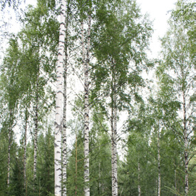 hankkimassa Uusissa metsänhoitosuosituksissa jokaiselle jotakin Puuntuotoksen professori Kari Mielikäinen: Aina on järkevä kasvattaa järeätä puuta Kaivospuu Oy - Käyttöä pieniläpimittaiselle