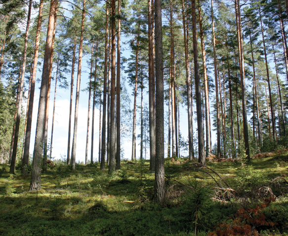 Nyt on hyvä aika puukaupalle! Metsänomistajan kannattaa hyödyntää sahatukkien ja koivukuidun vallitseva kysyntä täysipainoisesti.