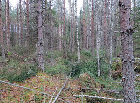 G r e e n F u e l N o r d i c > mahdollisuuksia Suomessa ja muualla Euroopassa. Suomen puolesta biojalostamoiden sijoituspaikkana puhuvat kasvavat metsävarat.