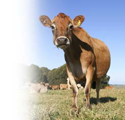 kuin perinteinen maito. USA:ssa perinteisen maidon myynti laskee, kun taas maustettujen ja proteiinipitoisten maitotuotteiden myynti nousee.