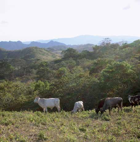 Köyhyys ja monimuotoinen luonto törmäävät Nicaraguassa Karjaa rutikuivalla laitumella Boacossa. Keski-Amerikassa on pitkään vahingoitettu maaperää ja hävitetty metsiä.