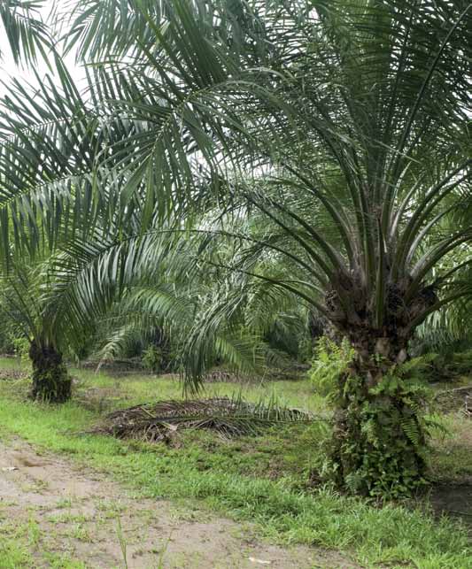 keittoöljyä myyntiin. Afrikan palmu on vieraslaji, joka tapaa vähitellen kaikki muut kasvit ympäriltään, ja sademetsän runsaus häviää.