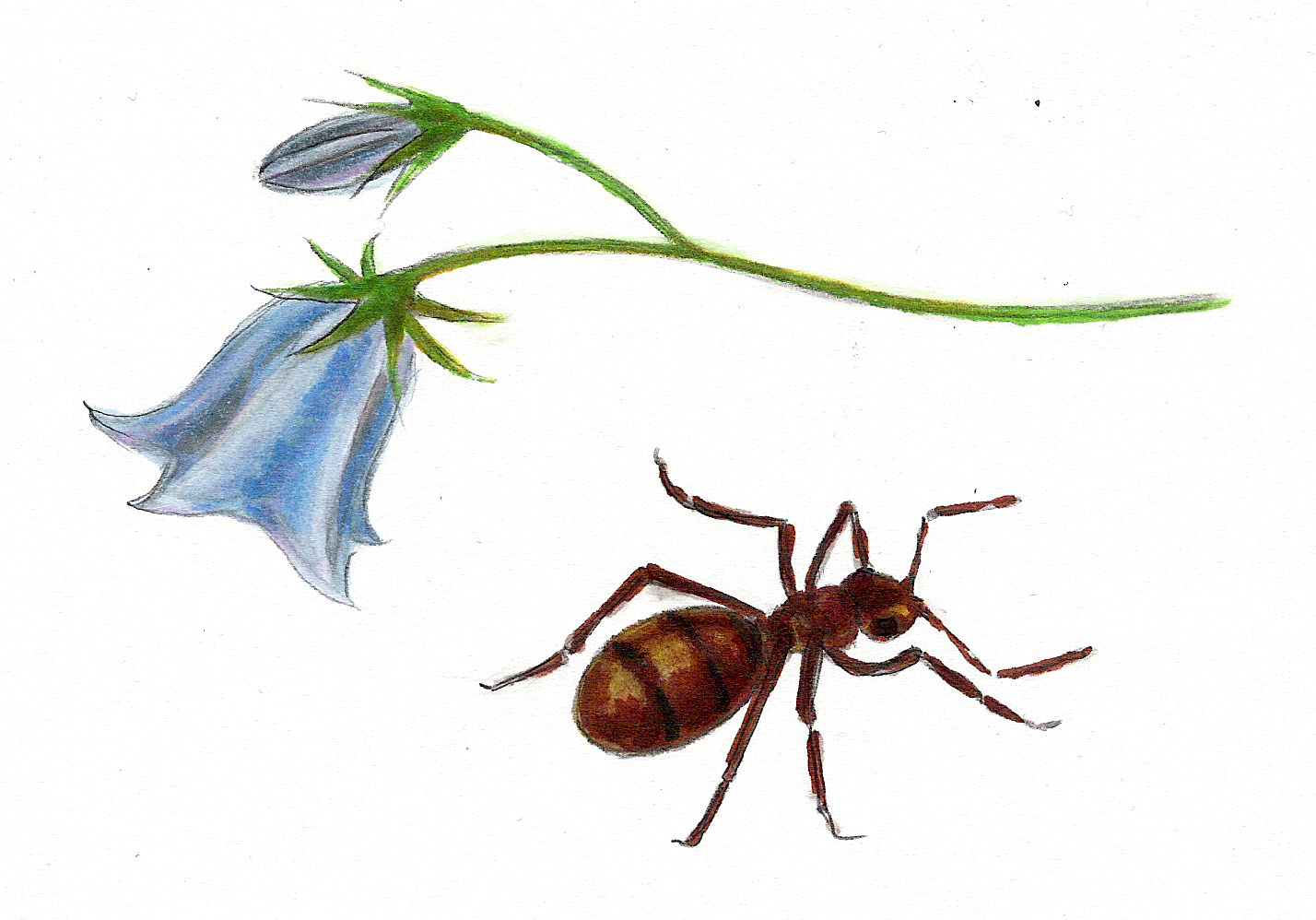Metsä Kekomuurahaiset (jatkoa edelliseltä sivulta) Osa 2: Muurahaisten puolustautuminen Pidä siniviolettia kukkaa hyvin lähellä muurahaiskekoa.