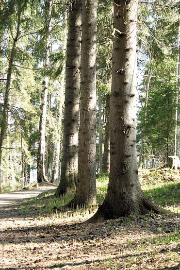 Menneissä elämissä on voinut olla vankeutta, hirttotuomioita, kidutusta yms., joiden tunnejäämät voivat nousta esille sairauksien tai oireiden muodossa, Lindholm sanoo.