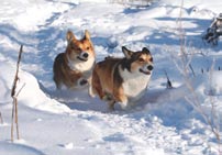 Joissakin ryhmän roduissa, erityisesti bordercollieilla sekä saksanpaimenkoirilla, on tapahtunut voimakas jakautuminen käyttö- ja näyttelylinjoihin.