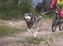 Eläkkeellä olevat rekikoirat sopivat yleensä hyvin kotikoiriksi eivätkä enää kaipaa valjakkoon.