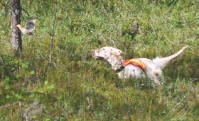 Jotkut kanakoirarodut ovat nykyisin enemmän seurakoiran roolissa, kuten stabyhoun ja bracco italiano, mutta suurinta osaa käytetään edelleen pääasiassa metsästykseen.