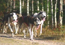 Koirassa kannattaa maksaa terveydestä, hyvästä luonteesta, pitkästä eliniästä, käyttökelpoisesta tyypistä ja halutusta ulkonäöstä (koosta, turkista, ja niin edelleen).