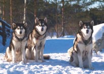 Rotusi tulevaisuus on myös sinun käsissäsi Kuten huomaat, oikean koiran valinta ei ole helppo tehtävä. Sellaista ei myöskään ole niiden kasvattaminen.