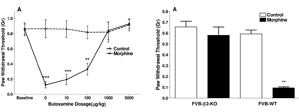 β-adrenergisten reseptorien vaikutus