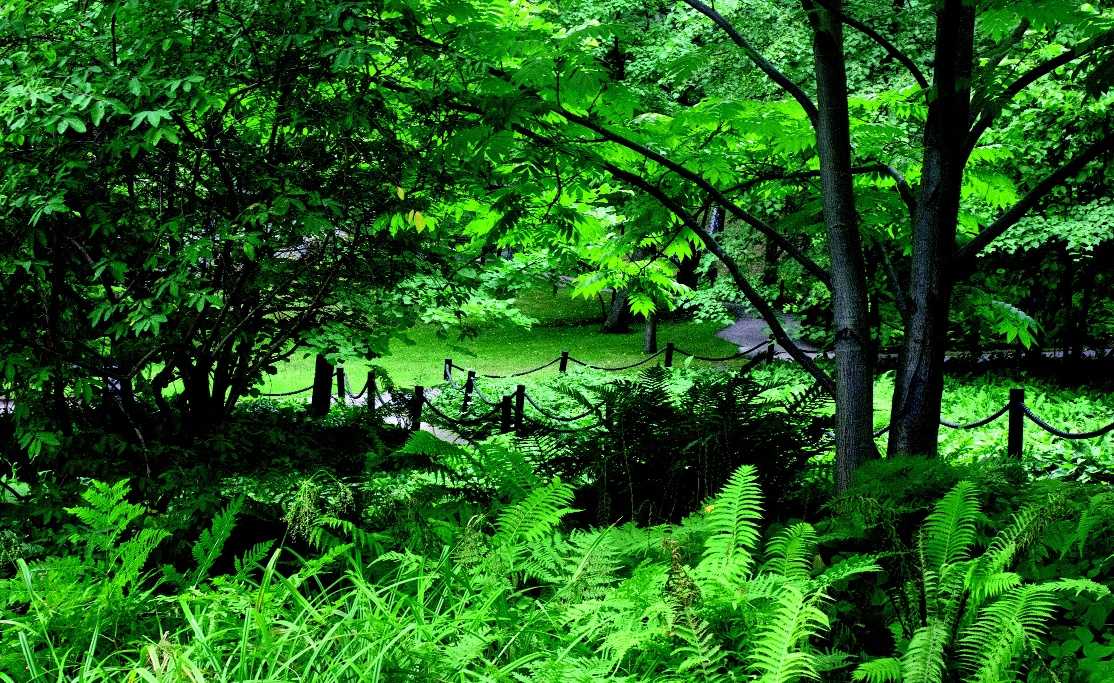 suomen ilmastossa viihtyy moni ulkomainen puu ja pensas. Niinpä metsäpuutarhaan voi hyvin ottaa vaikutteita ja kasvilajeja vaikkapa Japanista.