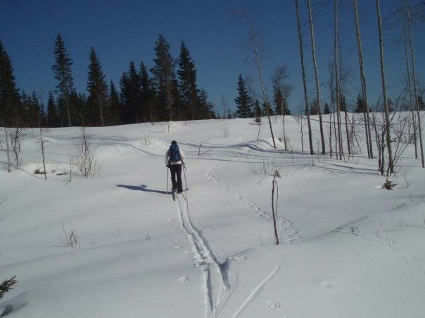 Ahman lisääntymistilan vaikutus ravintoon Itä-Suomessa (Koskela et al. 2013) Lisääntyvien ahmanaaraiden ravinto Pesiltä kerätyt ulosteet VS.