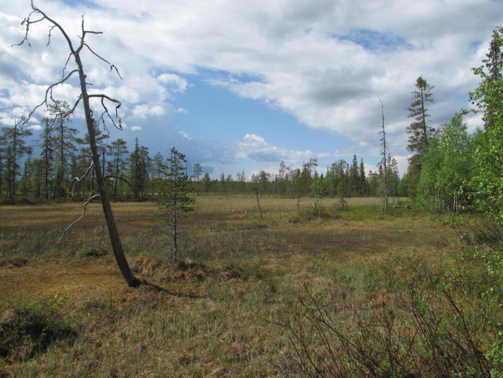 GEOLOGIAN TUTKIMUSKESKUS 19.3.2015 16 Kuva 10. Suomaisemaa Joutsenaavalta. 9. Känespella Sallan luoteisosassa, Vuotostunturista itään on kalliokukkula, jota kutsutaan Känespellaksi.