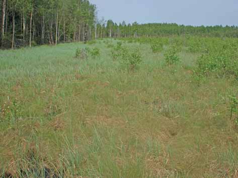 Suomen metsäkeskus