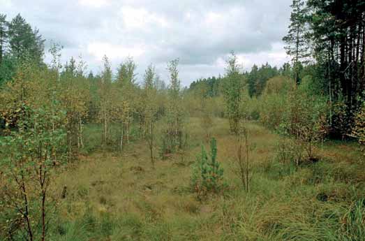 ollut alkuperäiseltä suotyypiltään puuton saraneva.