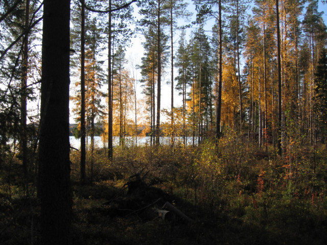 5.5. Mäntyvaltaista harvennushakattua metsää (kuvio 5) Alue rajoittuu pohjoisessa selkeärajaisesti peltoon, etelässä Putkosjärveen.