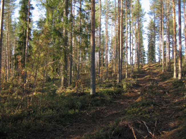 Harvennushakattua metsää