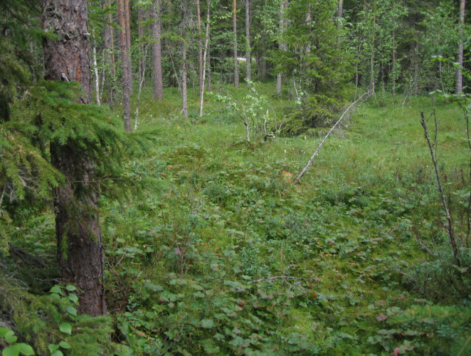 hidaskasvuisia mäntyjä. 5.11. Harvennushakattua metsää (kuvio 11) Putkosjärventien ja sähkölinjan väliin jäävä kuvio 11 on mäntyvaltaista harvahkopuustoista talousmetsää.