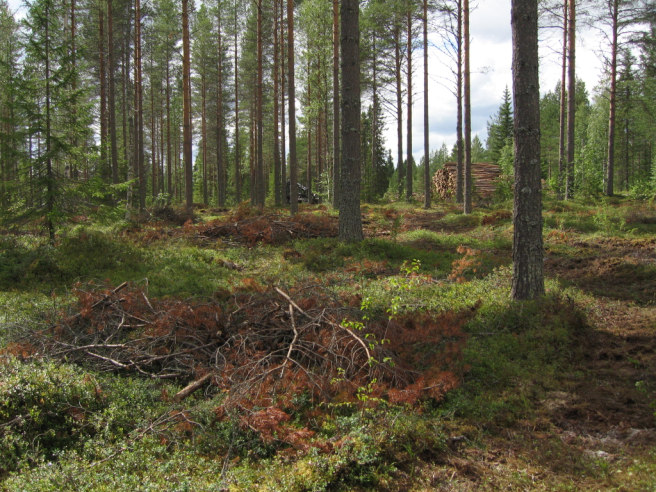 Kuviolla kasvaa myös kookasta raitaa ja harmaaleppää sekä nuorta haapaa. 5.14