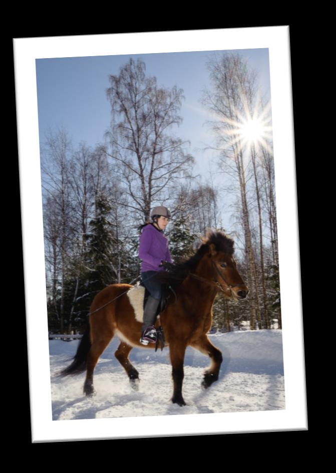 Askellajien ABC Tiedätkö mikä erottaa islanninhevosen olennaisesti muista hevosroduista? Sehän on töltti!